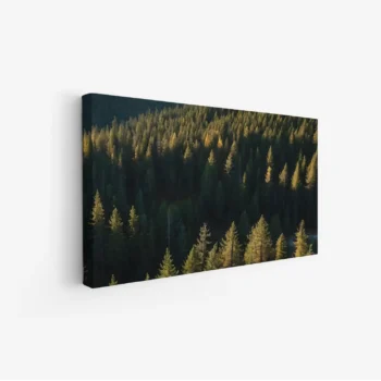 لوحة غابات - أشجار خضراء - إضاءة طبيعية - هادئ - لوحات طبيعة - لوحات كانفاس
