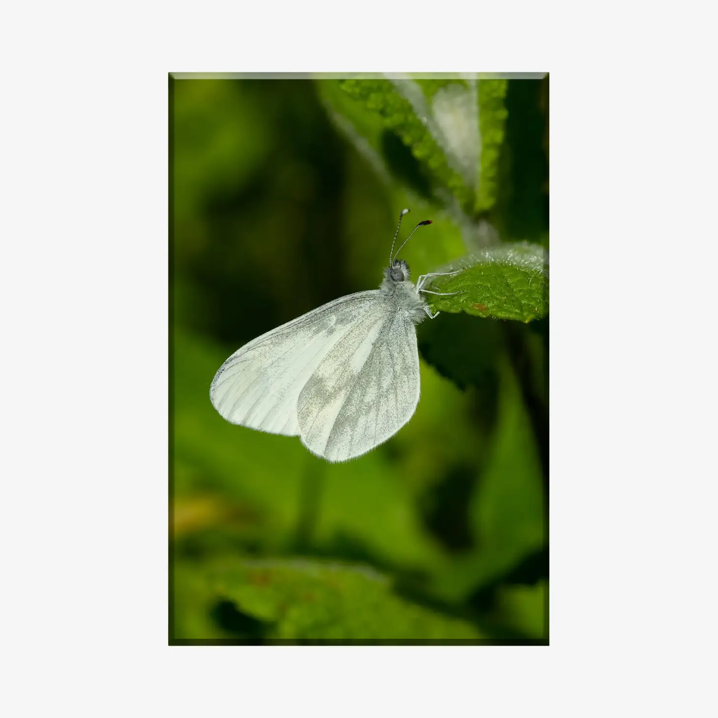 BF3803263_MockupOhneRhamen