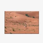 لوحة طبيعة هادئة - جمل في الصحراء - رمال حمراء - مشمس - لوحات طبيعة - لوحات كانفاس