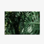 اوحات كانفاس جدارية نباتات  PLA1
