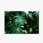 اوحات كانفاس جدارية نباتات  PLA2