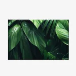 اوحات كانفاس جدارية نباتات  PLA5